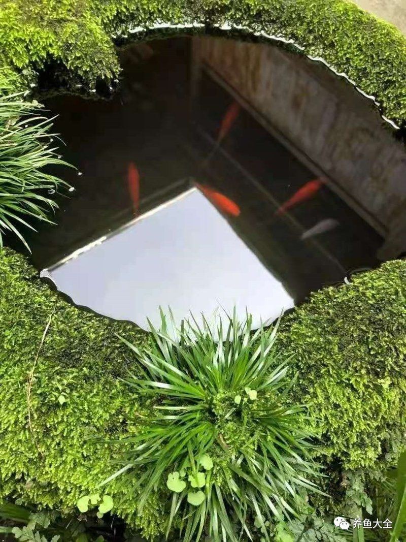 古法養魚一年不換水行嗎，揭秘古法養魚，真能實現全年免換水的生態奇跡 古法養魚一年不換水行嗎，揭秘古法養魚，真能實現全年免換水的生態奇跡 全國水族館企業名錄 第18張
