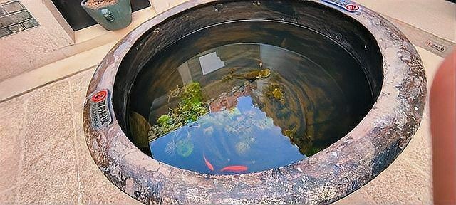 古法養魚一年不換水行嗎，揭秘古法養魚，真能實現全年免換水的生態奇跡 古法養魚一年不換水行嗎，揭秘古法養魚，真能實現全年免換水的生態奇跡 全國水族館企業名錄 第22張
