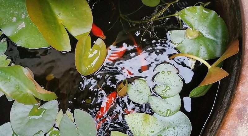 古法養魚一年不換水行嗎，揭秘古法養魚，真能實現全年免換水的生態奇跡 古法養魚一年不換水行嗎，揭秘古法養魚，真能實現全年免換水的生態奇跡 全國水族館企業名錄 第9張