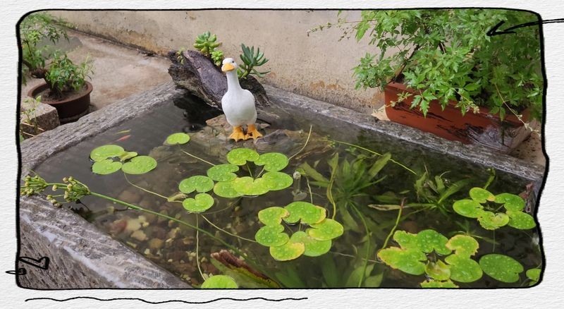 古法養魚一年不換水行嗎，揭秘古法養魚，真能實現全年免換水的生態奇跡 古法養魚一年不換水行嗎，揭秘古法養魚，真能實現全年免換水的生態奇跡 全國水族館企業名錄 第13張