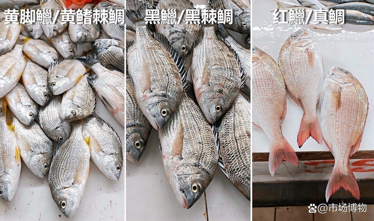 海魚一般在多少錢一斤，揭秘！不同品種海魚的市場價，一斤到底多少錢？