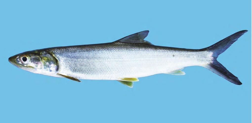 海鰱魚圖片大全大圖，高清海鰱魚圖片大全，超 海鰱魚圖片大全大圖，高清海鰱魚圖片大全，超 龍魚論壇 第18張