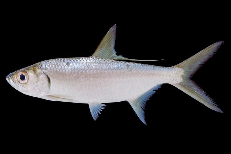 海鰱魚圖片大全大圖，高清海鰱魚圖片大全，超 海鰱魚圖片大全大圖，高清海鰱魚圖片大全，超 龍魚論壇 第5張