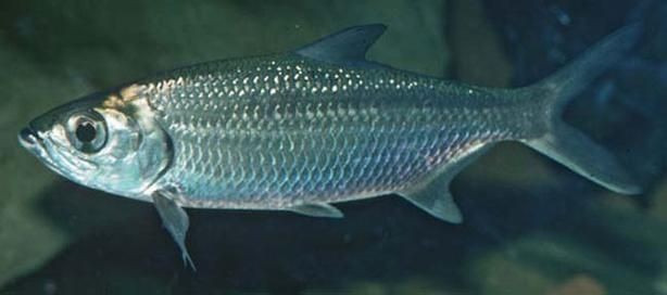 海鰱魚圖片大全大圖，高清海鰱魚圖片大全，超 海鰱魚圖片大全大圖，高清海鰱魚圖片大全，超 龍魚論壇 第21張