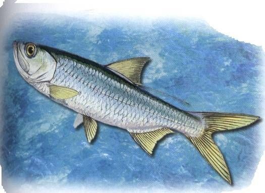 海鰱魚圖片大全大圖，高清海鰱魚圖片大全，超 海鰱魚圖片大全大圖，高清海鰱魚圖片大全，超 龍魚論壇 第16張