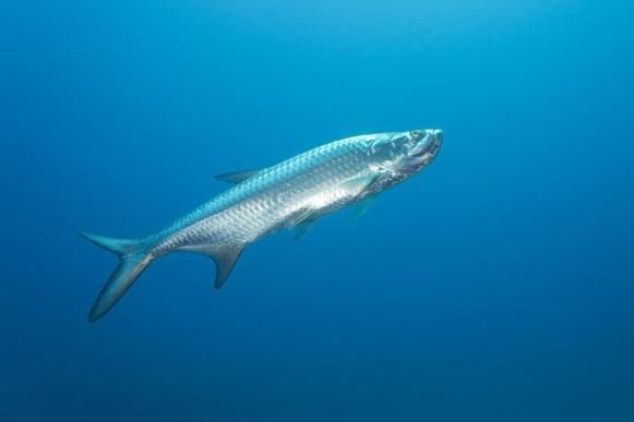 海鰱魚圖片大全大圖，高清海鰱魚圖片大全，超 海鰱魚圖片大全大圖，高清海鰱魚圖片大全，超 龍魚論壇 第19張