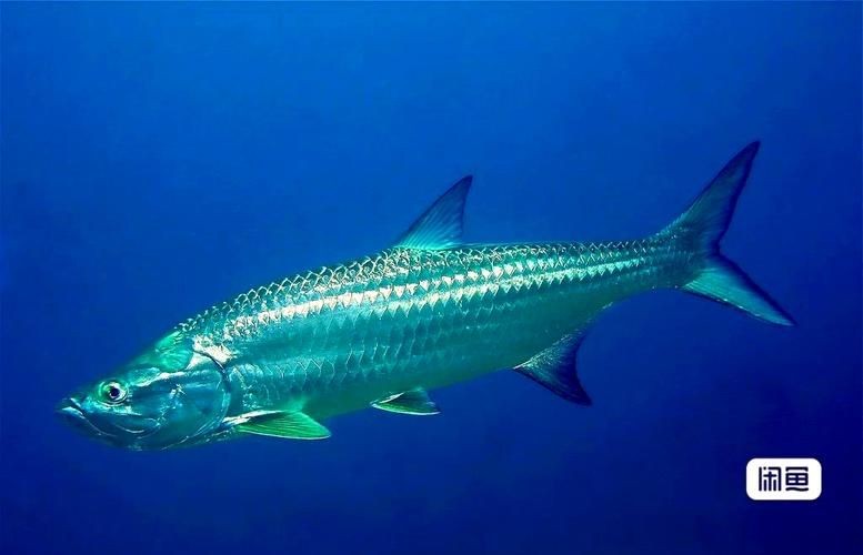 海鰱魚圖片大全大圖，高清海鰱魚圖片大全，超 海鰱魚圖片大全大圖，高清海鰱魚圖片大全，超 龍魚論壇 第4張
