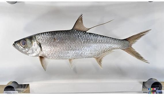 海鰱魚圖片大全大圖，高清海鰱魚圖片大全，超 海鰱魚圖片大全大圖，高清海鰱魚圖片大全，超 龍魚論壇 第12張