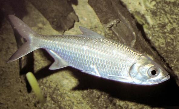 海鰱魚圖片大全大圖，高清海鰱魚圖片大全，超 海鰱魚圖片大全大圖，高清海鰱魚圖片大全，超 龍魚論壇 第20張