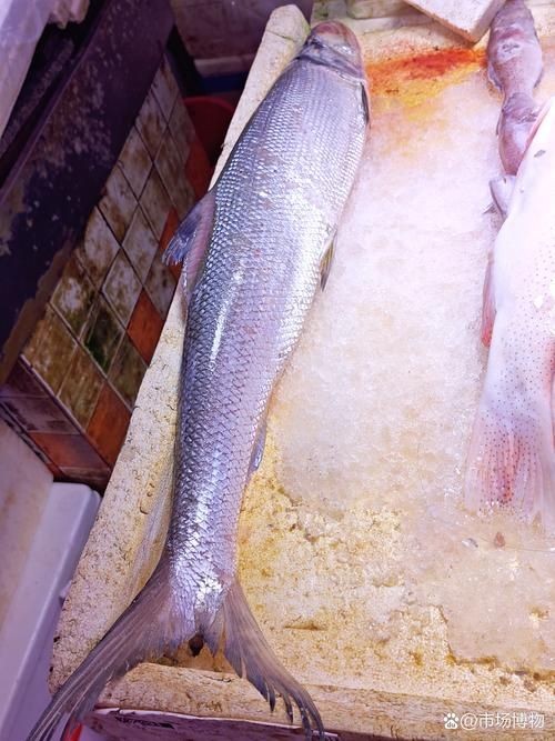 海鰱魚圖片大全大圖，高清海鰱魚圖片大全，超 海鰱魚圖片大全大圖，高清海鰱魚圖片大全，超 龍魚論壇 第10張