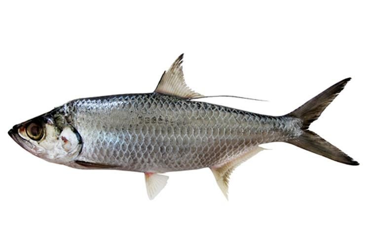 海鰱魚圖片大全大圖，高清海鰱魚圖片大全，超 海鰱魚圖片大全大圖，高清海鰱魚圖片大全，超 龍魚論壇 第14張