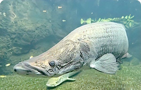 巨骨舌魚會攻擊人嗎,揭秘巨骨舌魚攻擊性 龍魚百科 第3張 巨骨舌魚會攻擊人嗎,揭秘巨骨舌魚攻擊性 巨骨舌魚會攻擊人嗎,揭秘巨骨舌魚攻擊性 龍魚百科 第3張