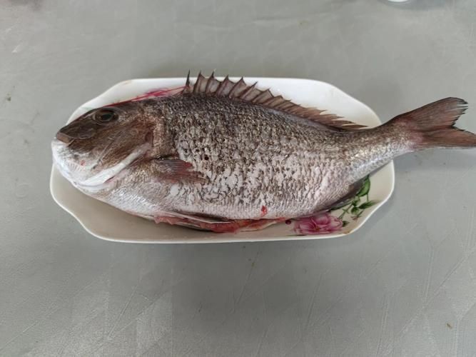 海浮魚圖片，高清海浮魚圖片大全，水下精靈的絕美身 海浮魚圖片，高清海浮魚圖片大全，水下精靈的絕美身 龍魚論壇 第1張