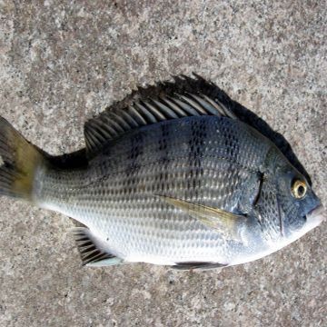 海浮魚圖片，高清海浮魚圖片大全，水下精靈的絕美身 海浮魚圖片，高清海浮魚圖片大全，水下精靈的絕美身 龍魚論壇 第2張