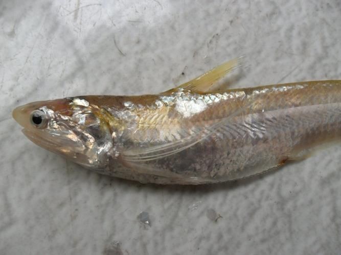 海浮魚圖片，高清海浮魚圖片大全，水下精靈的絕美身 海浮魚圖片，高清海浮魚圖片大全，水下精靈的絕美身 龍魚論壇 第7張