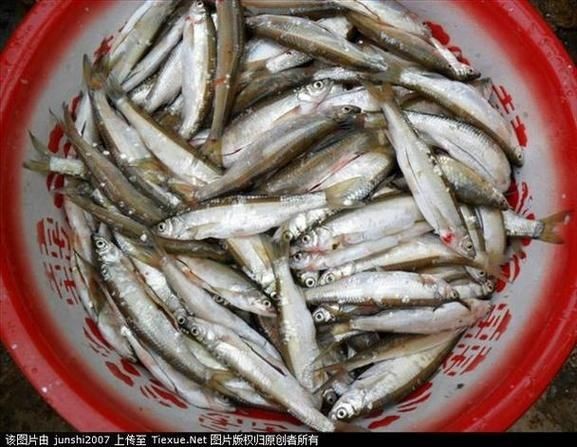 海浮魚圖片，高清海浮魚圖片大全，水下精靈的絕美身 海浮魚圖片，高清海浮魚圖片大全，水下精靈的絕美身 龍魚論壇 第19張