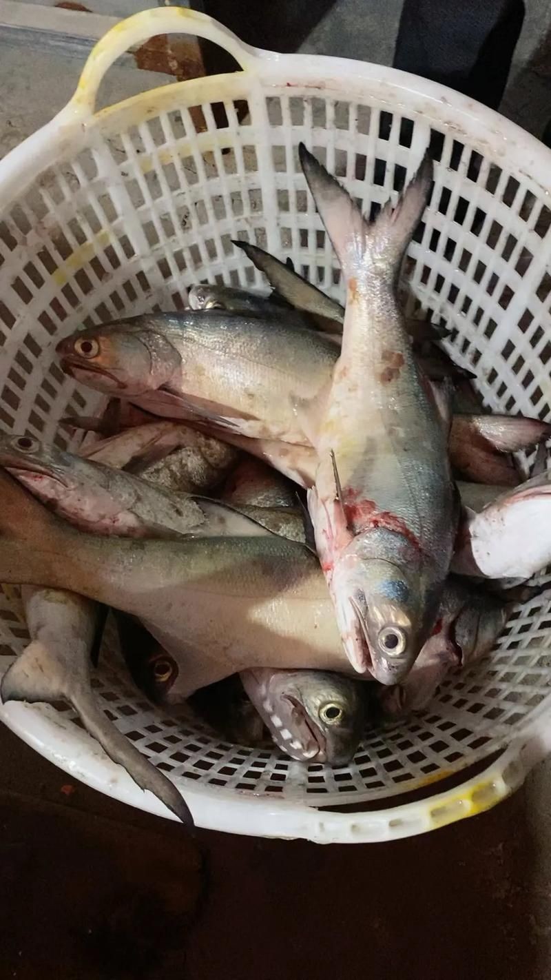 海浮魚圖片，高清海浮魚圖片大全，水下精靈的絕美身 海浮魚圖片，高清海浮魚圖片大全，水下精靈的絕美身 龍魚論壇 第15張