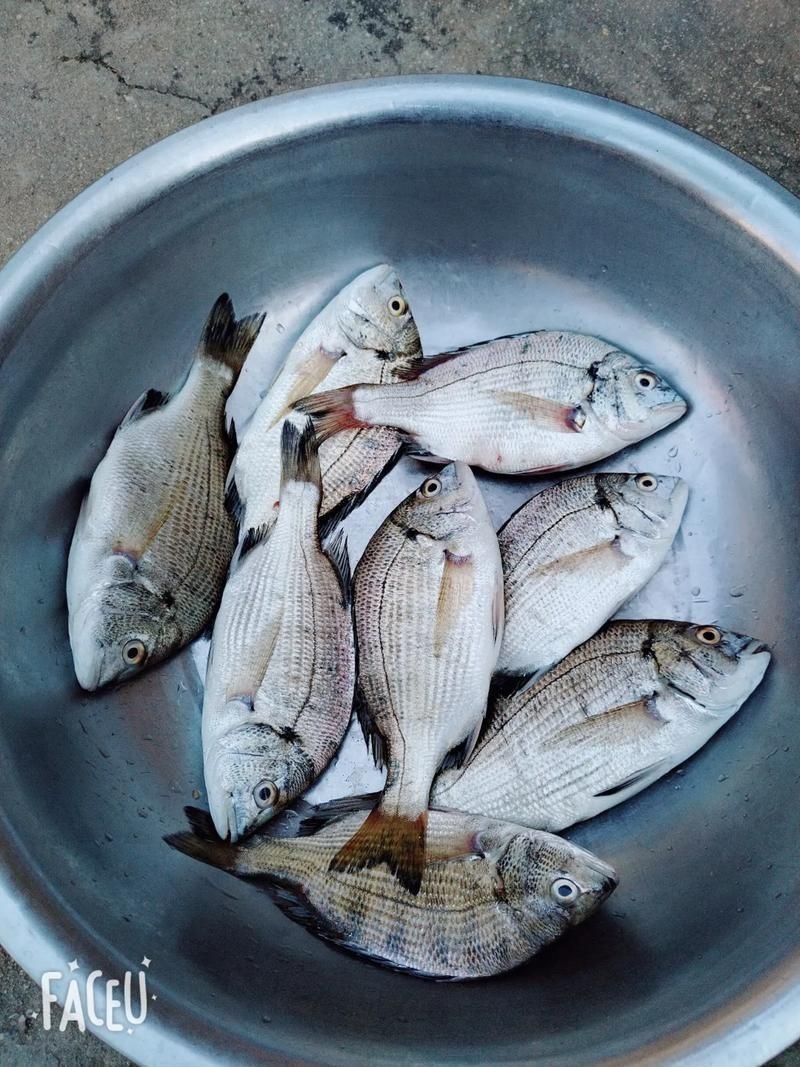 海浮魚圖片，高清海浮魚圖片大全，水下精靈的絕美身 海浮魚圖片，高清海浮魚圖片大全，水下精靈的絕美身 龍魚論壇 第6張