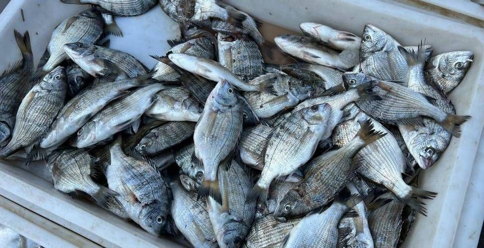 海浮魚圖片，高清海浮魚圖片大全，水下精靈的絕美身 海浮魚圖片，高清海浮魚圖片大全，水下精靈的絕美身 龍魚論壇 第8張