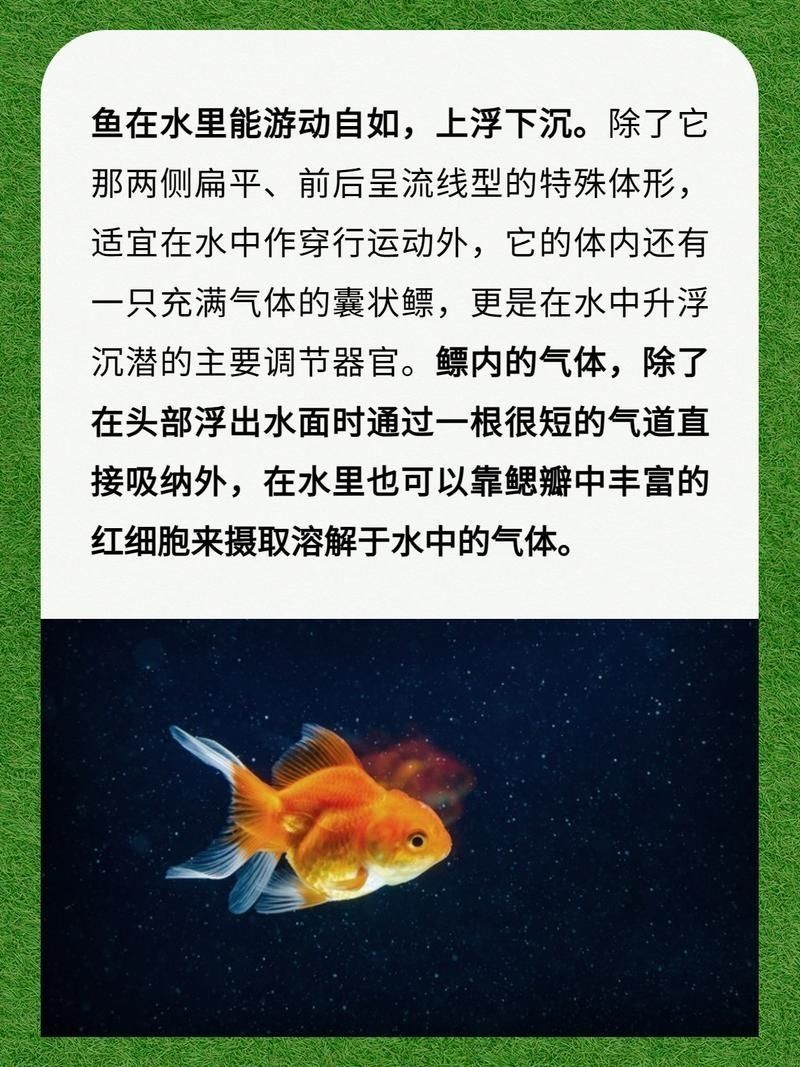 海浮魚圖片，高清海浮魚圖片大全，水下精靈的絕美身 海浮魚圖片，高清海浮魚圖片大全，水下精靈的絕美身 龍魚論壇 第13張