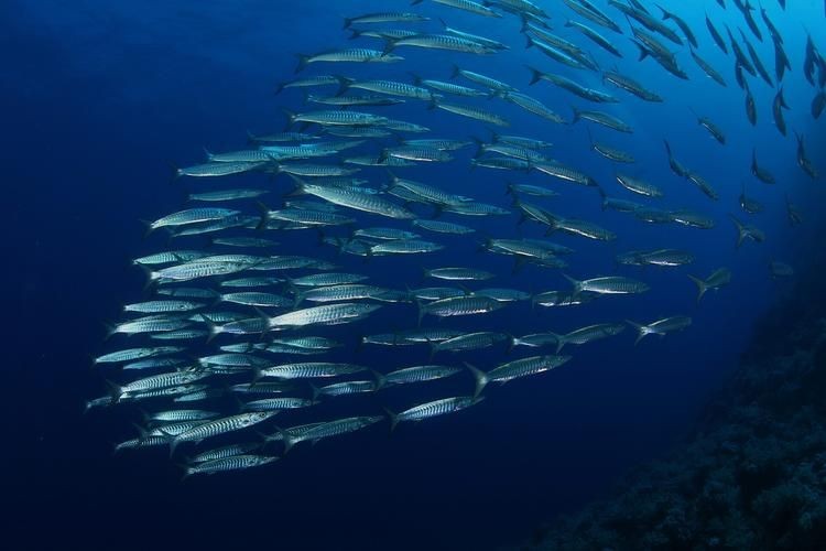 海浮魚圖片，高清海浮魚圖片大全，水下精靈的絕美身 海浮魚圖片，高清海浮魚圖片大全，水下精靈的絕美身 龍魚論壇 第12張