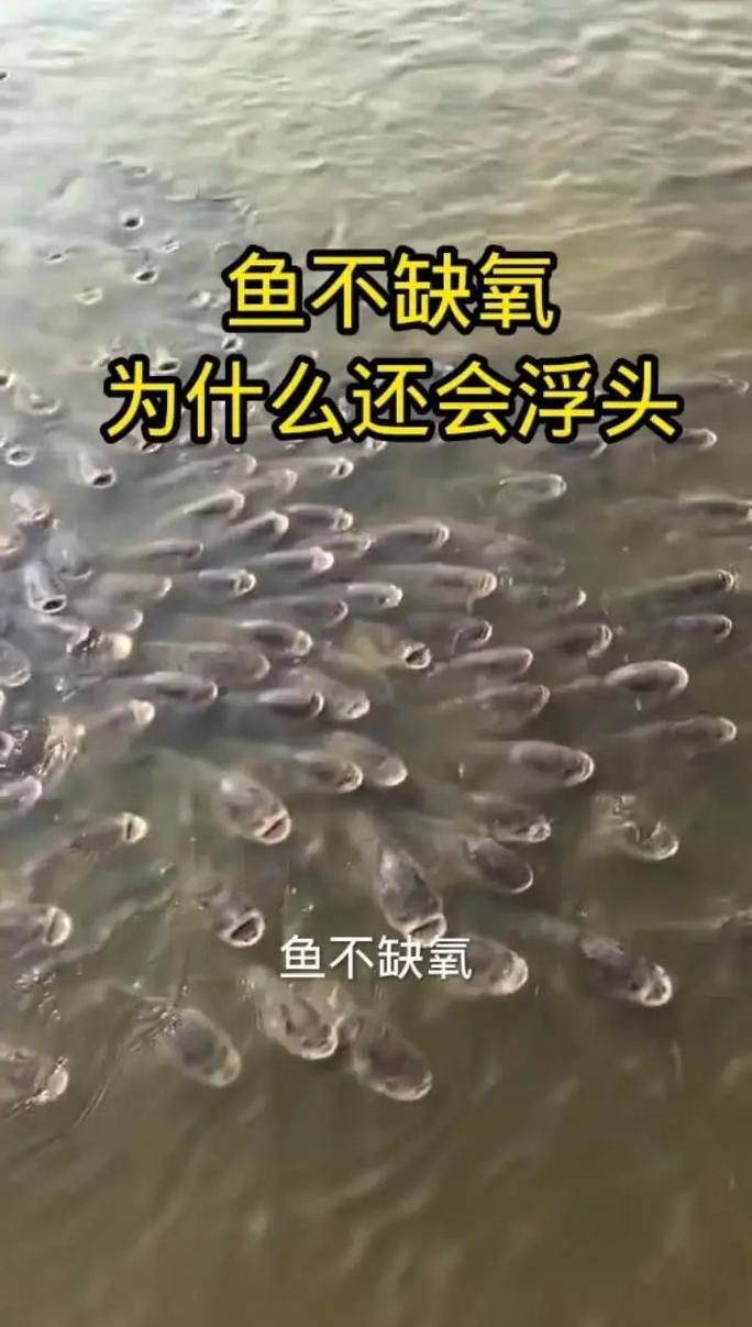 海浮魚圖片，高清海浮魚圖片大全，水下精靈的絕美身 海浮魚圖片，高清海浮魚圖片大全，水下精靈的絕美身 龍魚論壇 第14張