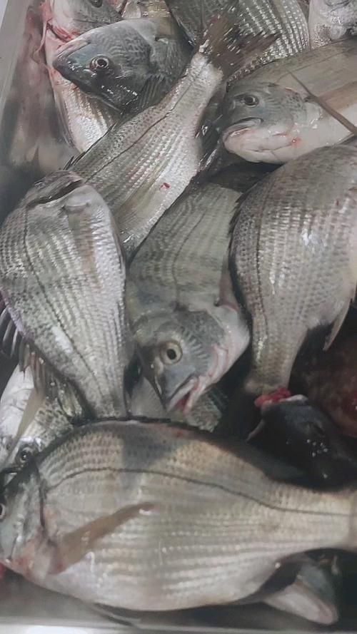 海浮魚圖片，高清海浮魚圖片大全，水下精靈的絕美身 海浮魚圖片，高清海浮魚圖片大全，水下精靈的絕美身 龍魚論壇 第4張
