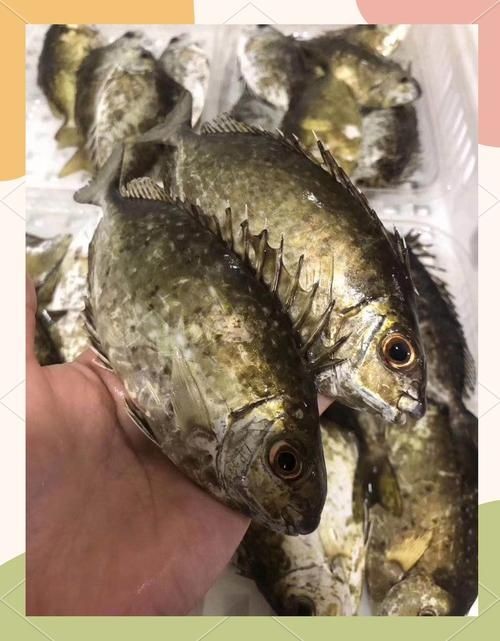 海浮魚圖片，高清海浮魚圖片大全，水下精靈的絕美身 海浮魚圖片，高清海浮魚圖片大全，水下精靈的絕美身 龍魚論壇 第21張