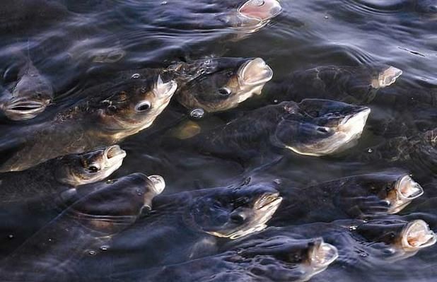 海浮魚圖片，高清海浮魚圖片大全，水下精靈的絕美身 海浮魚圖片，高清海浮魚圖片大全，水下精靈的絕美身 龍魚論壇 第22張