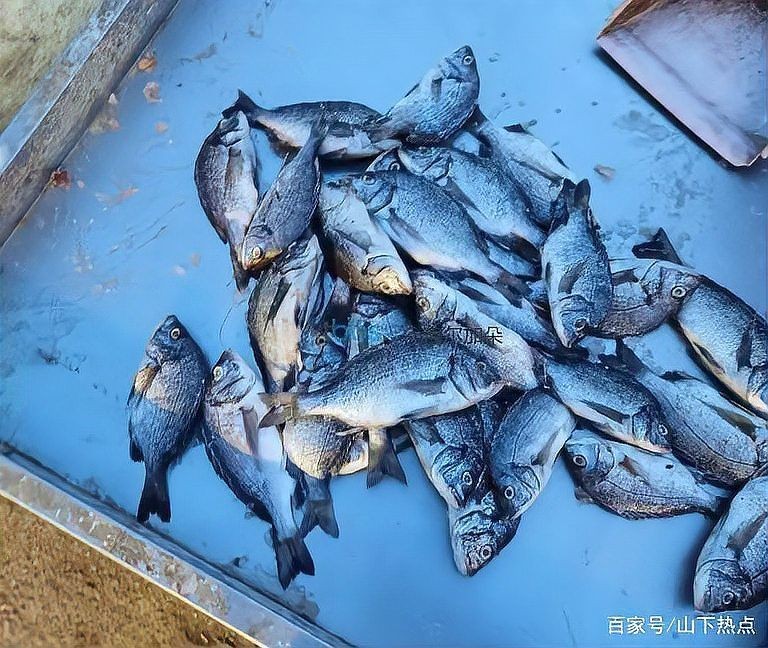 海浮魚圖片，高清海浮魚圖片大全，水下精靈的絕美身 海浮魚圖片，高清海浮魚圖片大全，水下精靈的絕美身 龍魚論壇 第24張