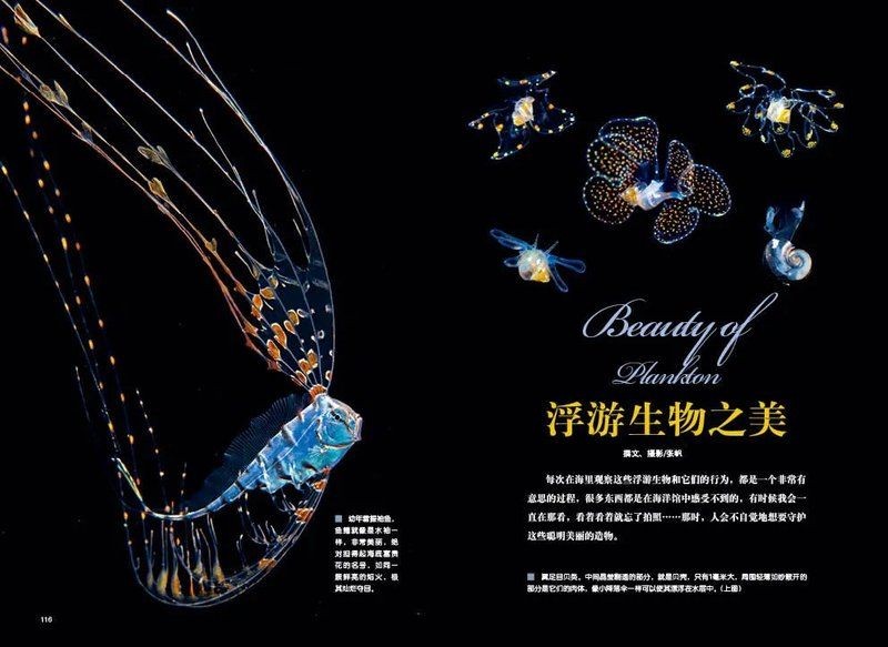 海浮魚圖片，高清海浮魚圖片大全，水下精靈的絕美身 海浮魚圖片，高清海浮魚圖片大全，水下精靈的絕美身 龍魚論壇 第33張