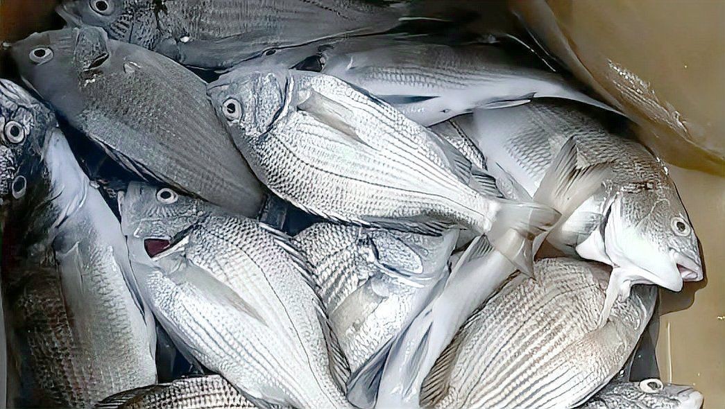 海浮魚圖片，高清海浮魚圖片大全，水下精靈的絕美身 海浮魚圖片，高清海浮魚圖片大全，水下精靈的絕美身 龍魚論壇 第26張