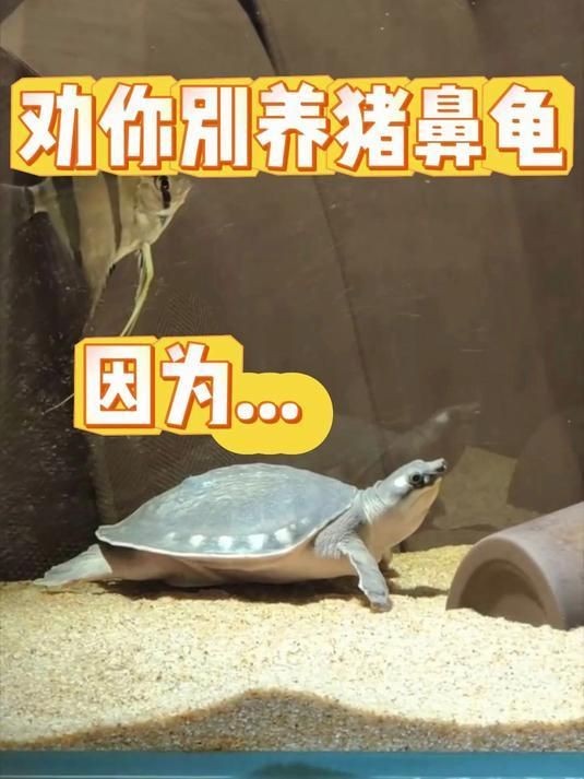 家里養(yǎng)豬鼻龜好不好,揭秘,家養(yǎng)豬鼻龜究竟適 全國水族館企業(yè)名錄 第19張 家里養(yǎng)豬鼻龜好不好,揭秘,家養(yǎng)豬鼻龜究竟適 家里養(yǎng)豬鼻龜好不好,揭秘,家養(yǎng)豬鼻龜究竟適 全國水族館企業(yè)名錄 第19張