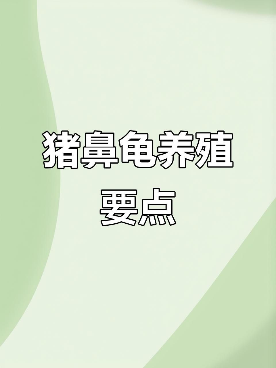 家里養(yǎng)豬鼻龜好不好,揭秘,家養(yǎng)豬鼻龜究竟適 全國水族館企業(yè)名錄 第5張 家里養(yǎng)豬鼻龜好不好,揭秘,家養(yǎng)豬鼻龜究竟適 家里養(yǎng)豬鼻龜好不好,揭秘,家養(yǎng)豬鼻龜究竟適 全國水族館企業(yè)名錄 第5張