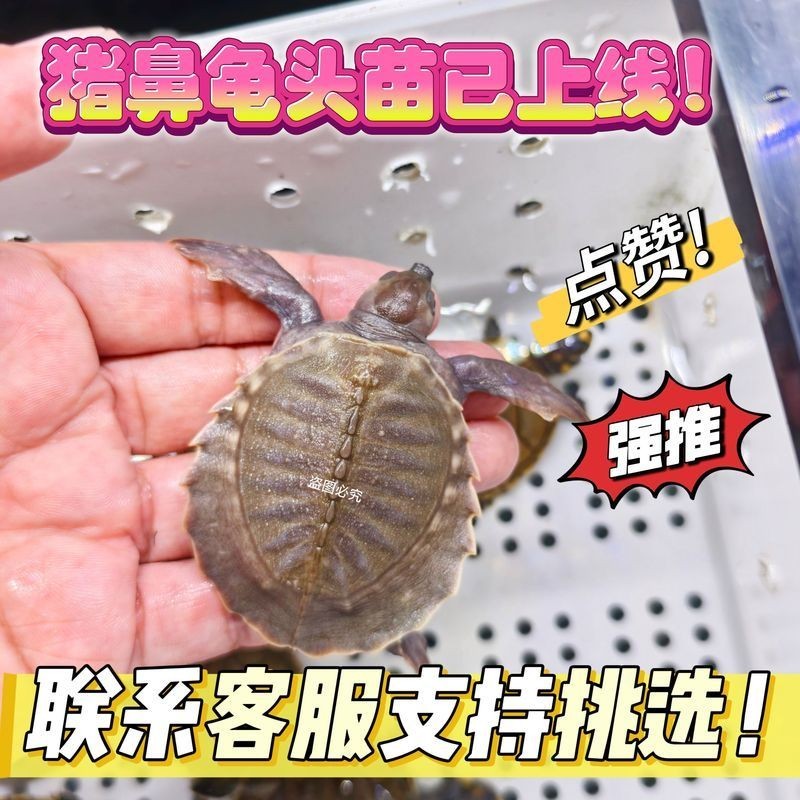 家里養(yǎng)豬鼻龜好不好,揭秘,家養(yǎng)豬鼻龜究竟適 全國水族館企業(yè)名錄 第15張 家里養(yǎng)豬鼻龜好不好,揭秘,家養(yǎng)豬鼻龜究竟適 家里養(yǎng)豬鼻龜好不好,揭秘,家養(yǎng)豬鼻龜究竟適 全國水族館企業(yè)名錄 第15張