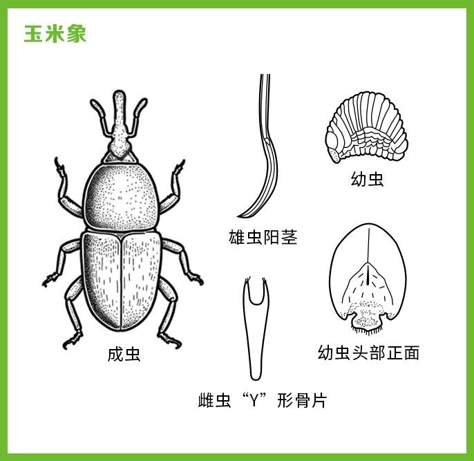 家里有象鼻蟲要警惕了，家中驚現象鼻蟲！警惕