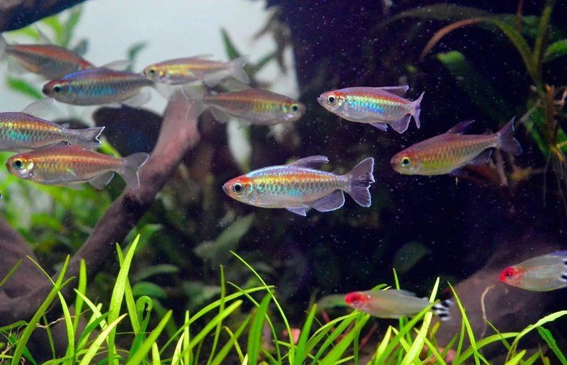 剛果美人魚好養嗎，剛果美人魚飼養全解析，習性特點與