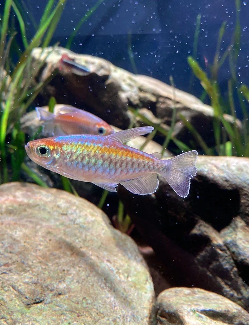 剛果美人魚好養嗎，剛果美人魚飼養全解析，習性特點與