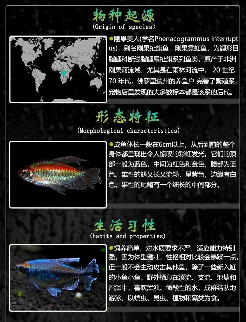 剛果美人魚好養嗎，剛果美人魚飼養全解析，習性特點與