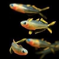 剛果美人魚好養嗎，剛果美人魚飼養全解析，習性特點與