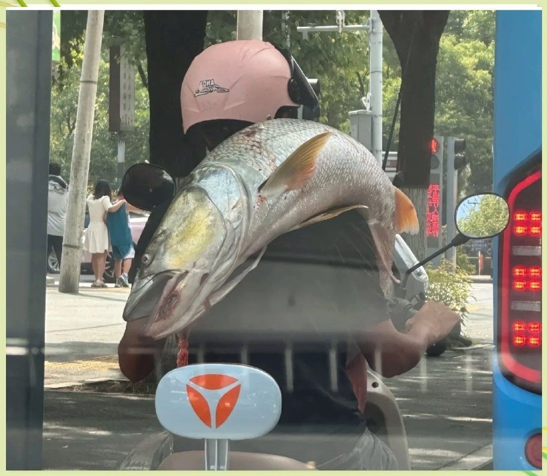 廣東人不吃金線魚的原因，揭秘！廣東人為何對金線魚敬而遠之 廣東人不吃金線魚的原因，揭秘！廣東人為何對金線魚敬而遠之 龍魚論壇 第8張