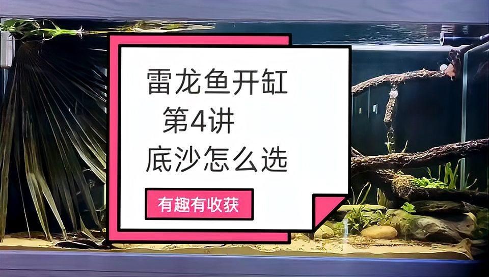 酒紅雷龍魚底砂怎么選，酒紅雷龍魚飼養必備，優質底砂挑選全