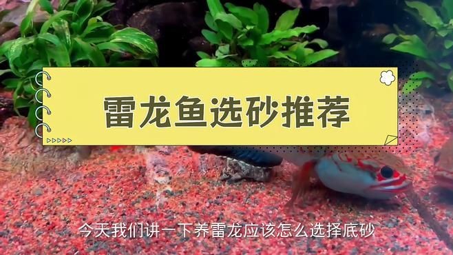 酒紅雷龍魚底砂怎么選，酒紅雷龍魚飼養必備，優質底砂挑選全