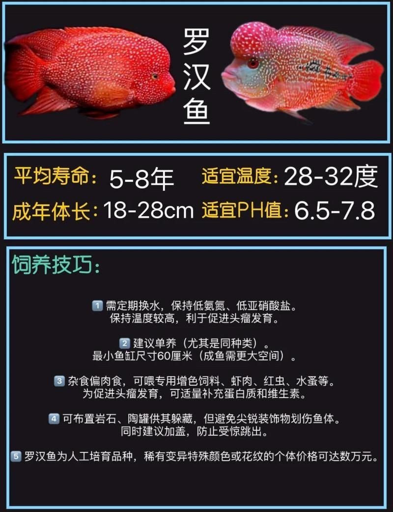 和尚魚最好三個品種，和尚魚三大優質品種推薦，懂吃的都選它們！