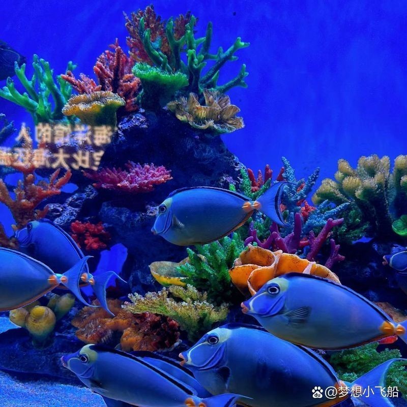 臺州水族館，探秘臺州水族館，