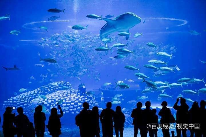 臺州水族館，探秘臺州水族館，