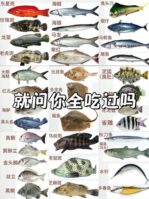 海魚圖片大全，高清海魚圖片大全，