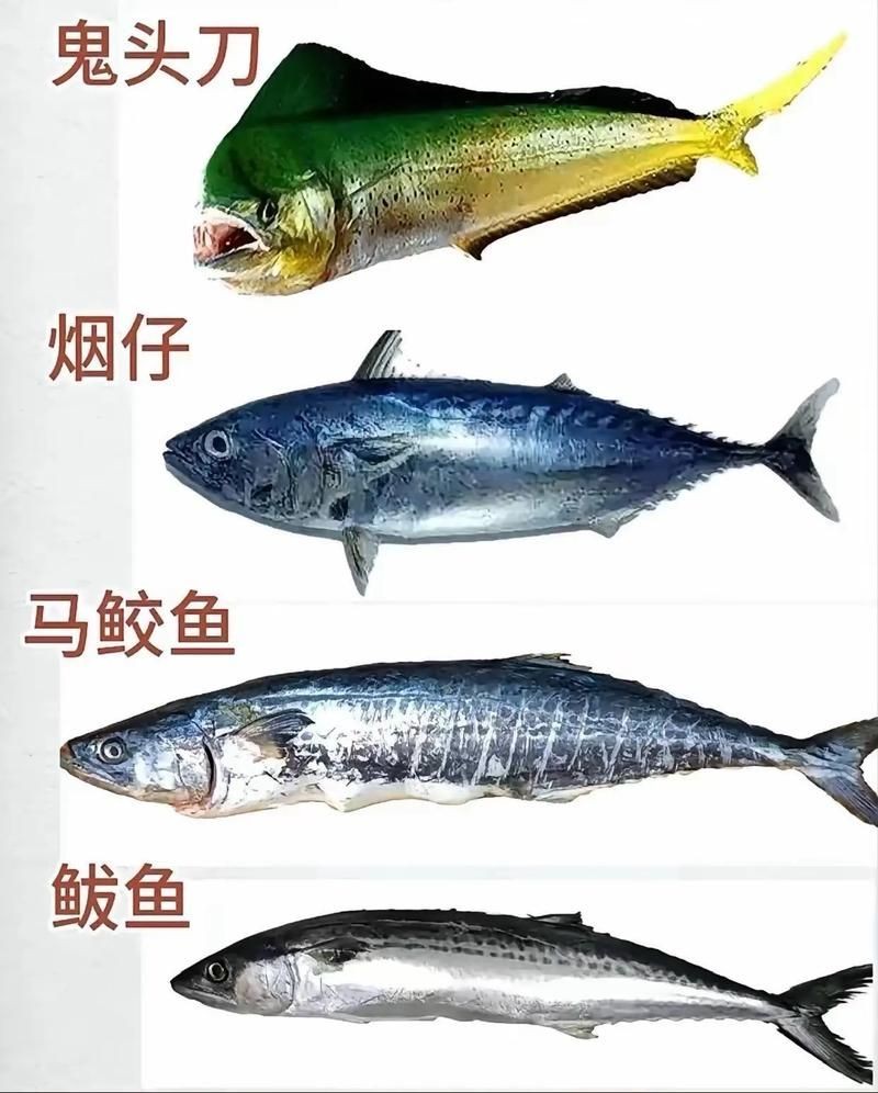 海魚圖片大全，高清海魚圖片大全，
