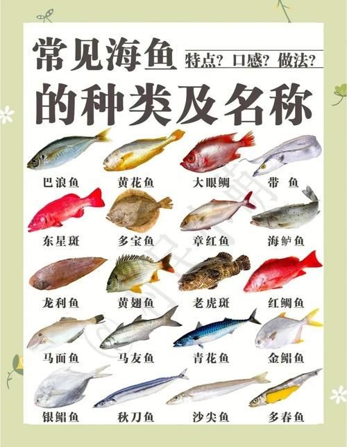 海魚圖片大全，高清海魚圖片大全，