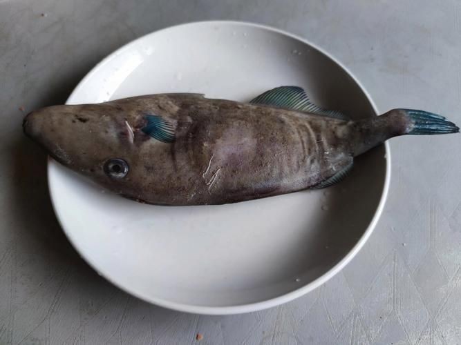 海魚圖片大全，高清海魚圖片大全，